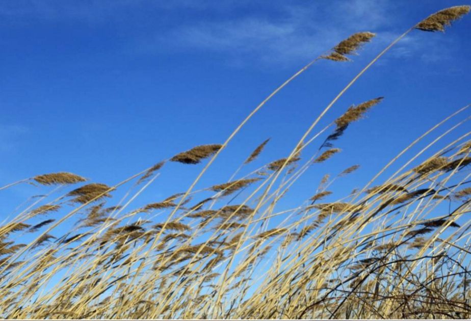 Bir sıra ərazilərdə güclü külək əsir – FAKTİKİ HAVA