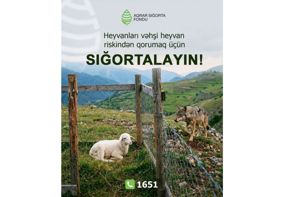 Vəhşi heyvanların hücumları artıb
